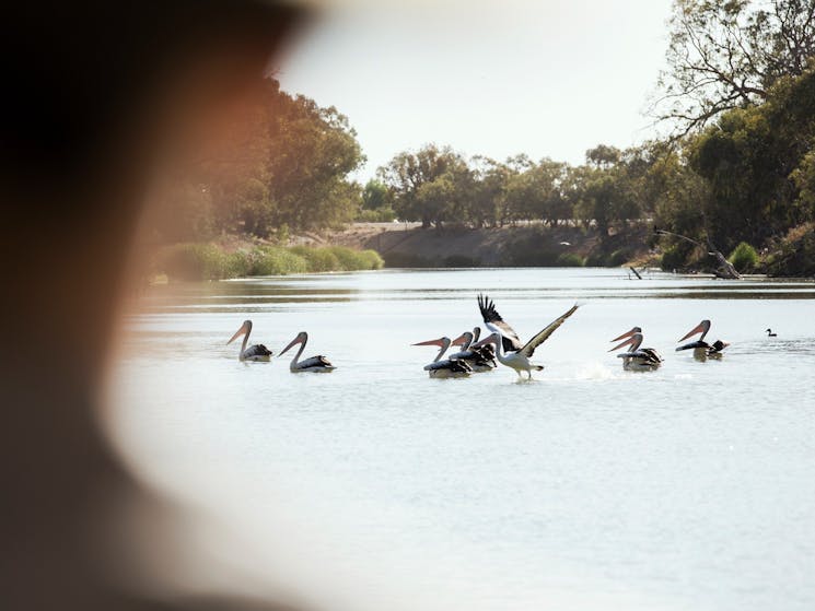 River Lady Tours