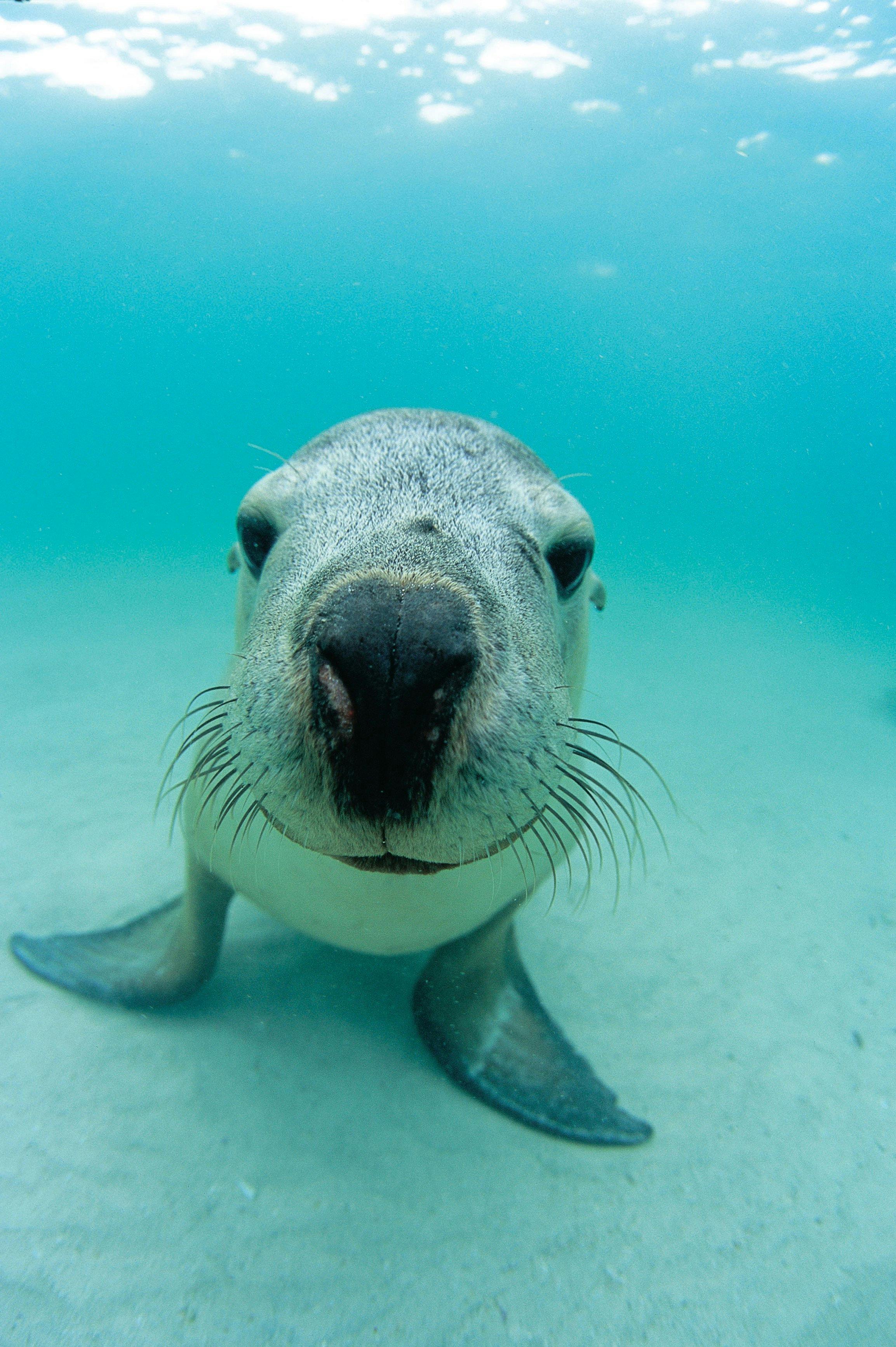 Shoalwater Marine Park, Rockingham, Western Australia