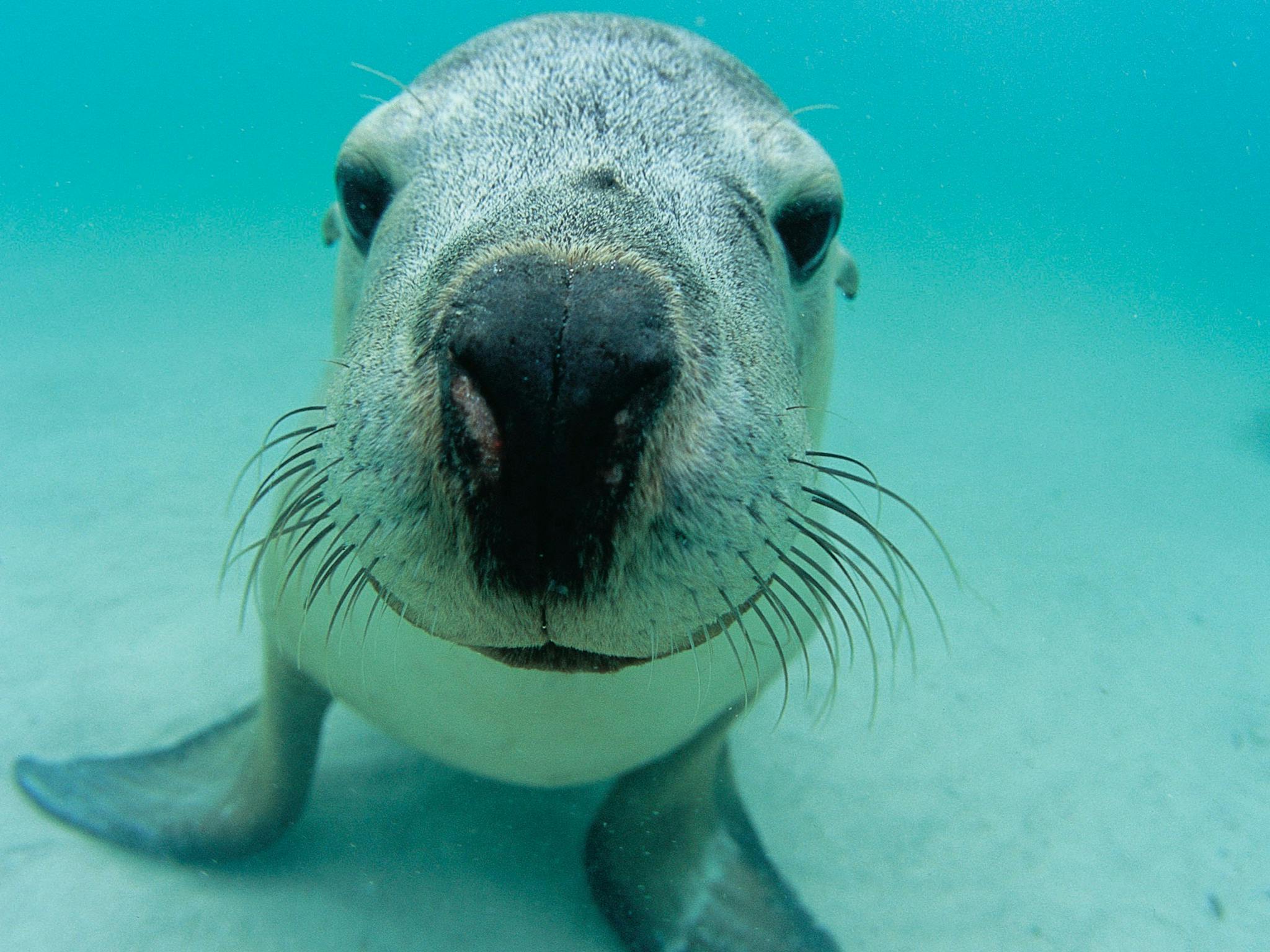 Shoalwater Marine Park, Rockingham, Western Australia