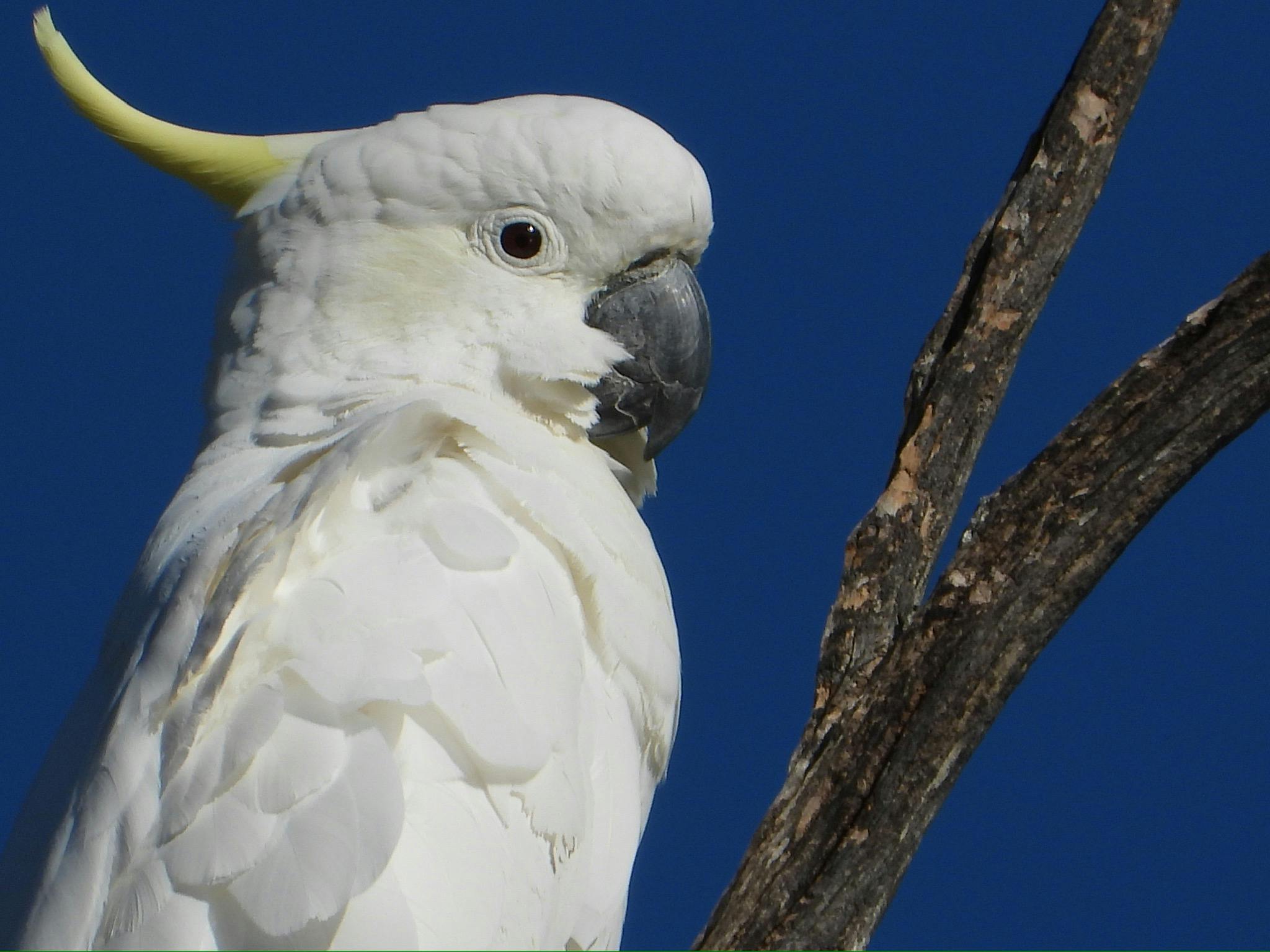 Gidgee Bush Camp and Farm Stay