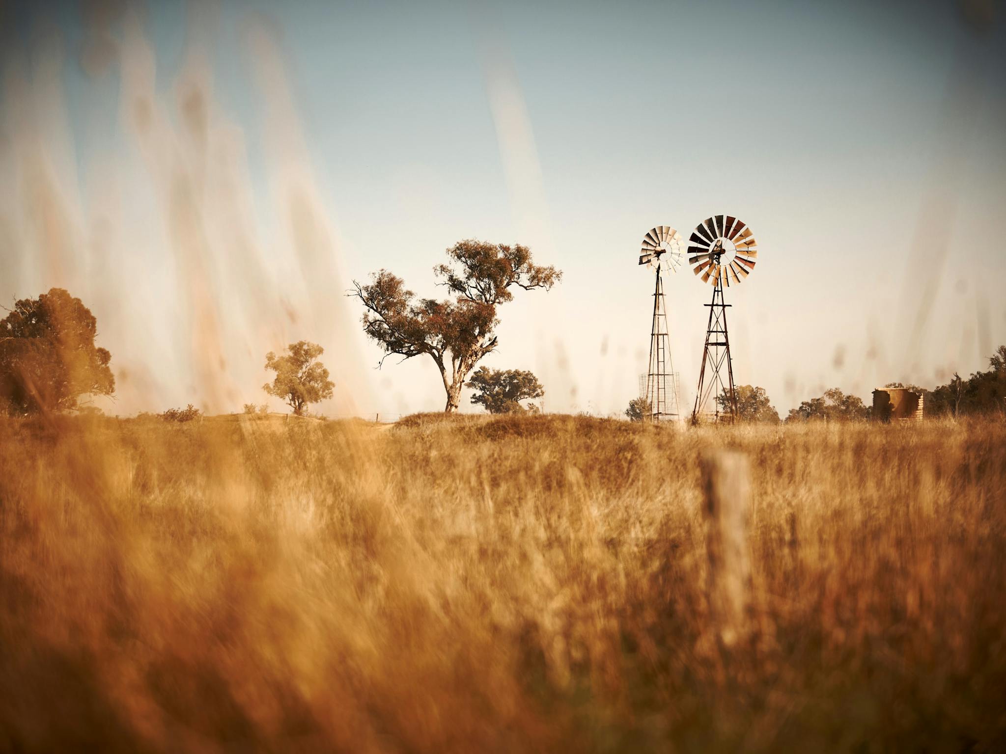 brown grasses, trees and windmills in the background
