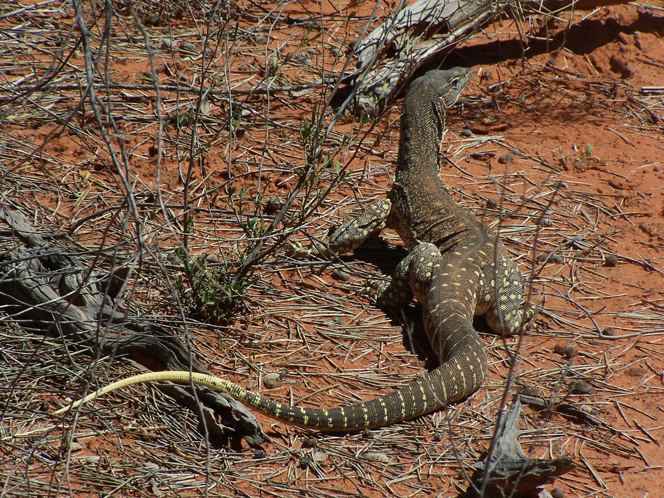 Sand monitor - an outback lizard