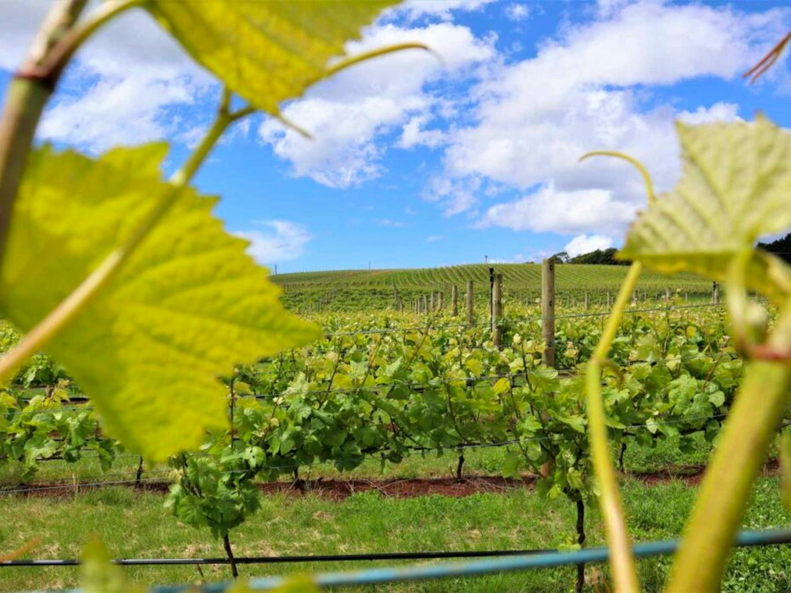 Discovering excellence in Tasmanian vineyards with Coastline Tours Tasmania
