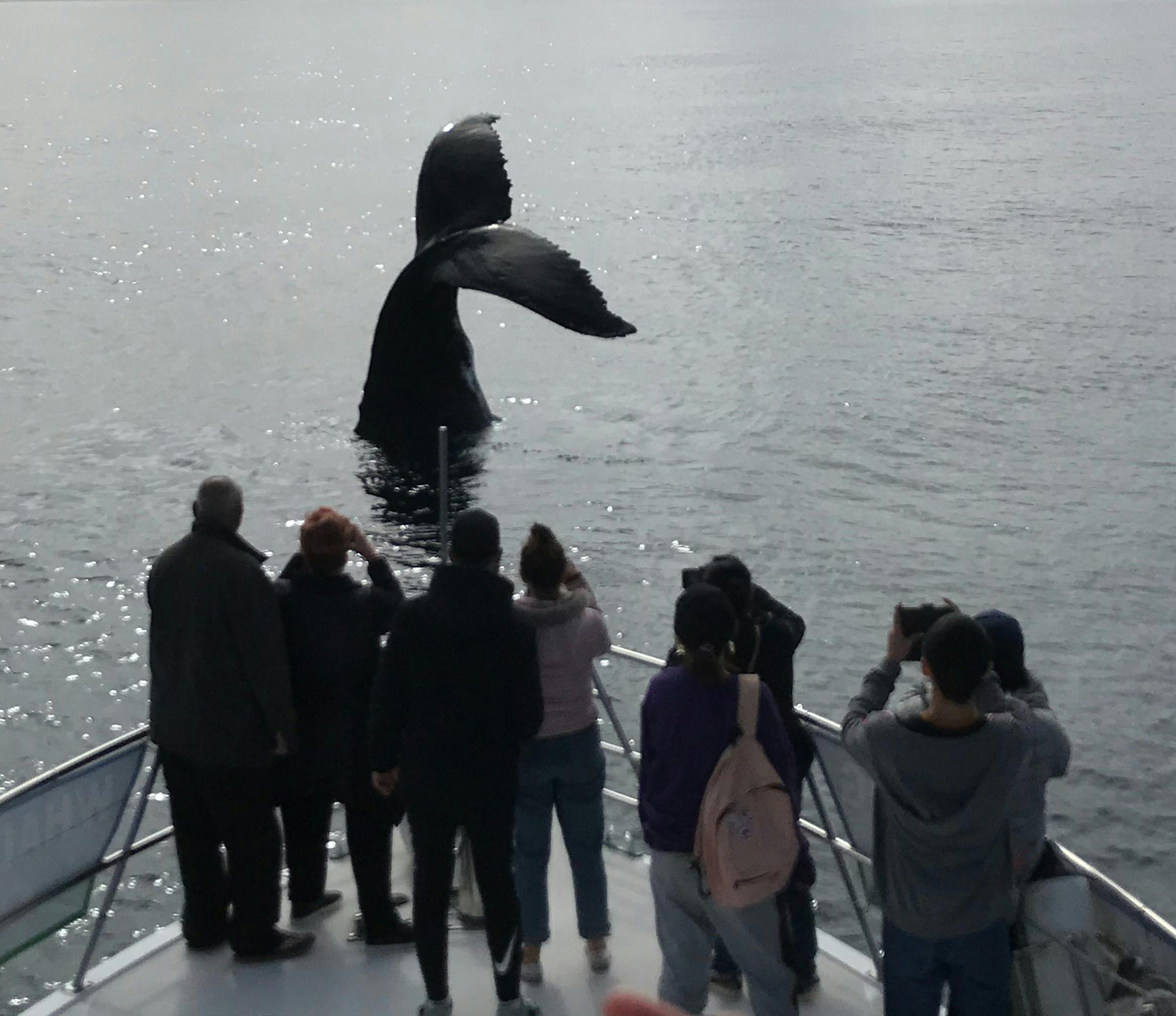 All Sea Charters Whale Watching, Busselton, Western Australia
