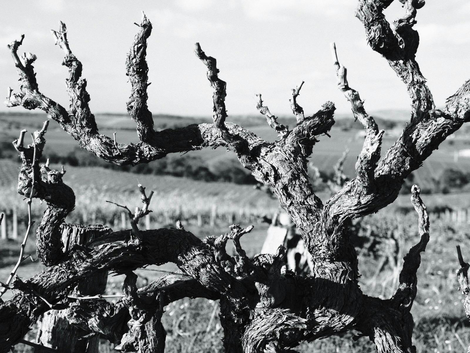 Grenache & Gourmet: Varney Single Sites Unveiled