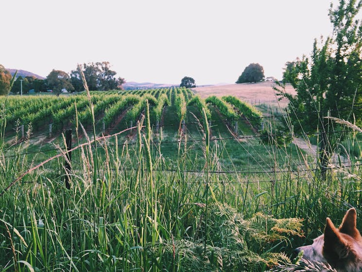 Chardonnay at Glenburnie Vineyard