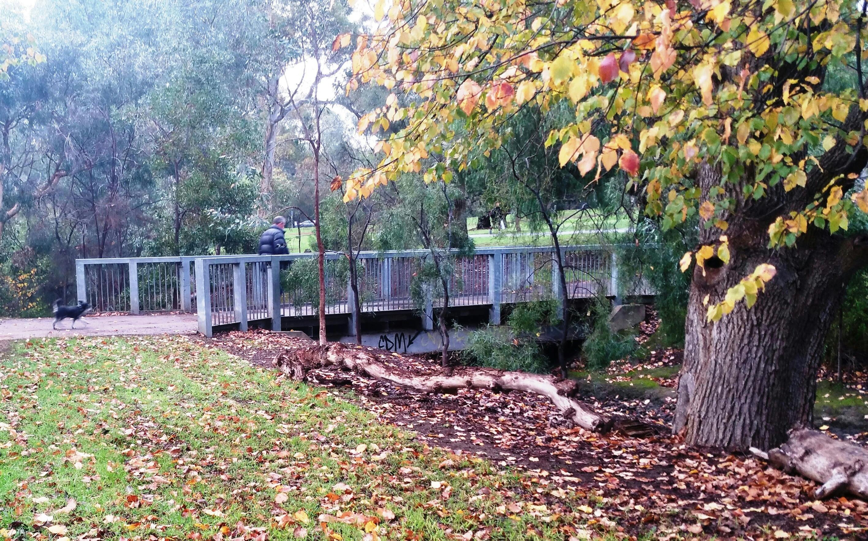 Guided walk through King Rodney Park / Ityamai-itpina (Park 15)