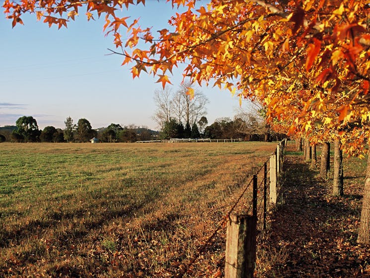 Autumn leaves on Camden Valley Way