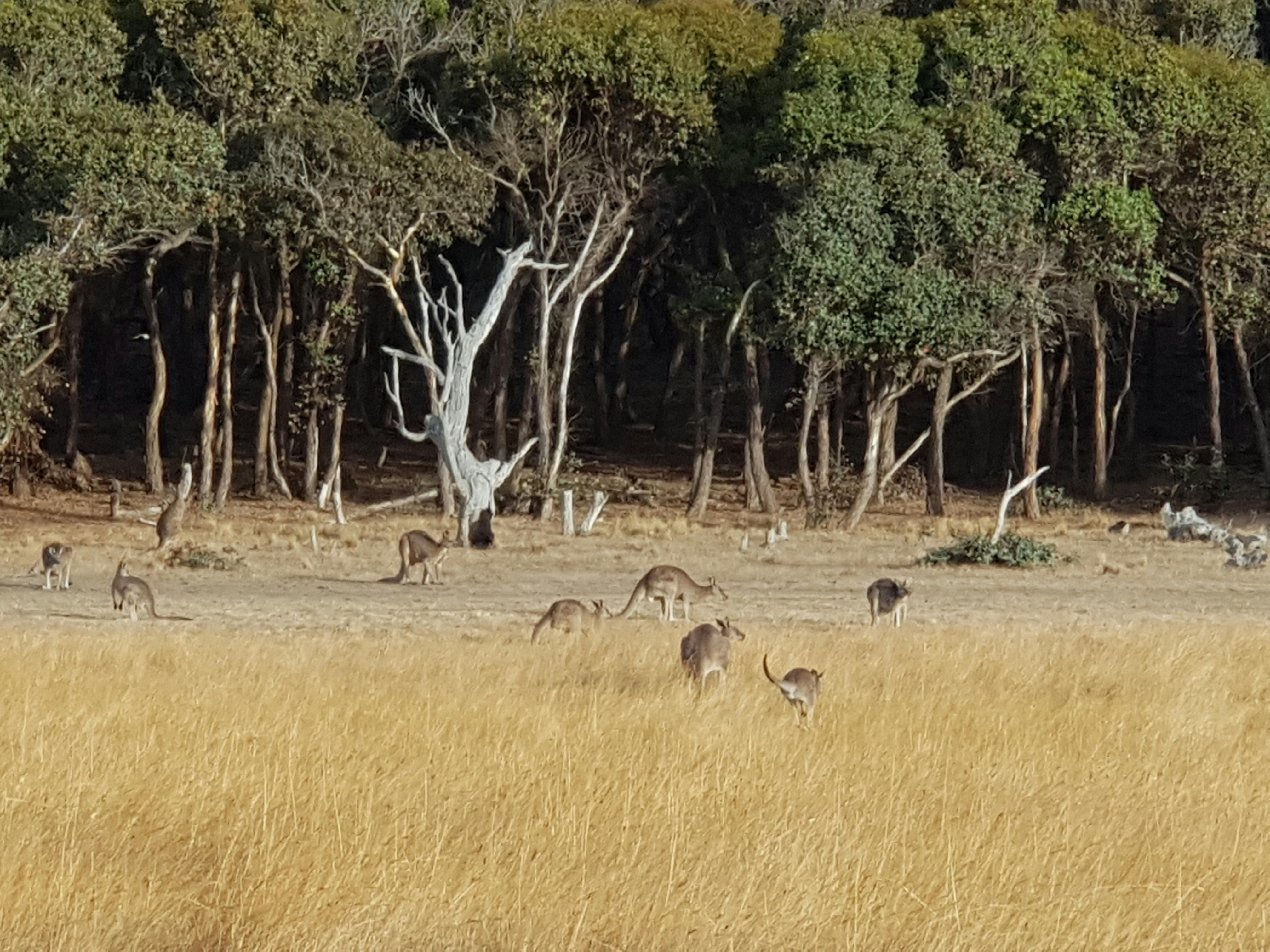 Kangaroos at Bells Beach
