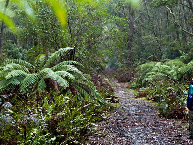 Corn Trail walking track path, Monga National Park. Photo: Lucas Boyd