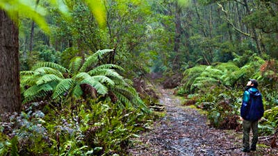 Corn Trail walking track path, Monga National Park. Photo: Lucas Boyd
