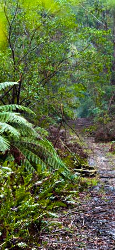 Corn Trail walking track path, Monga National Park. Photo: Lucas Boyd