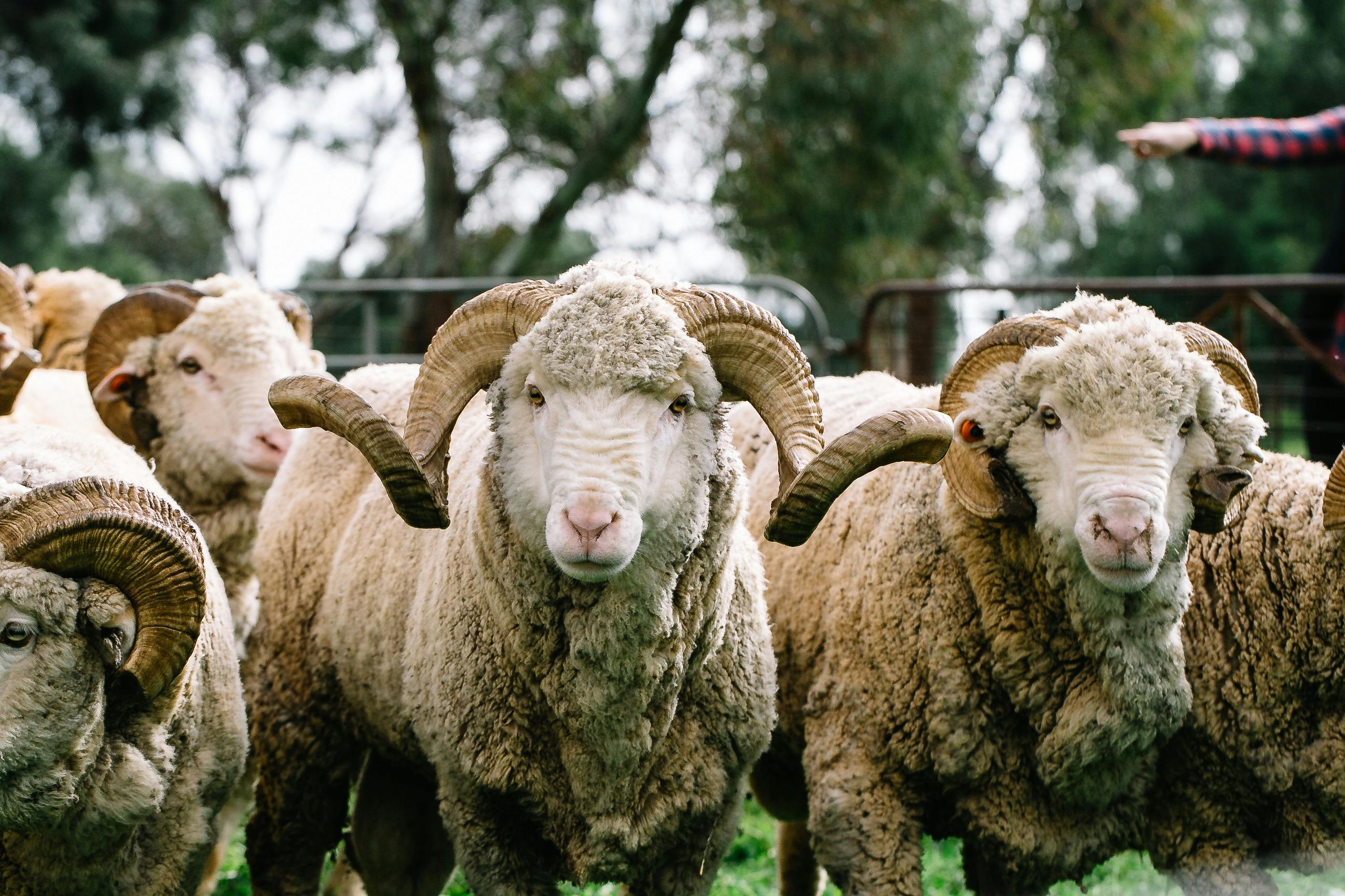 Sheep Callubri