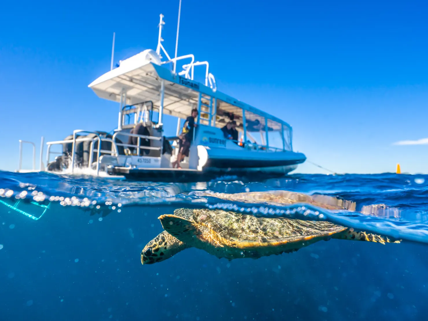 Turtle swiming next to snorkel boat