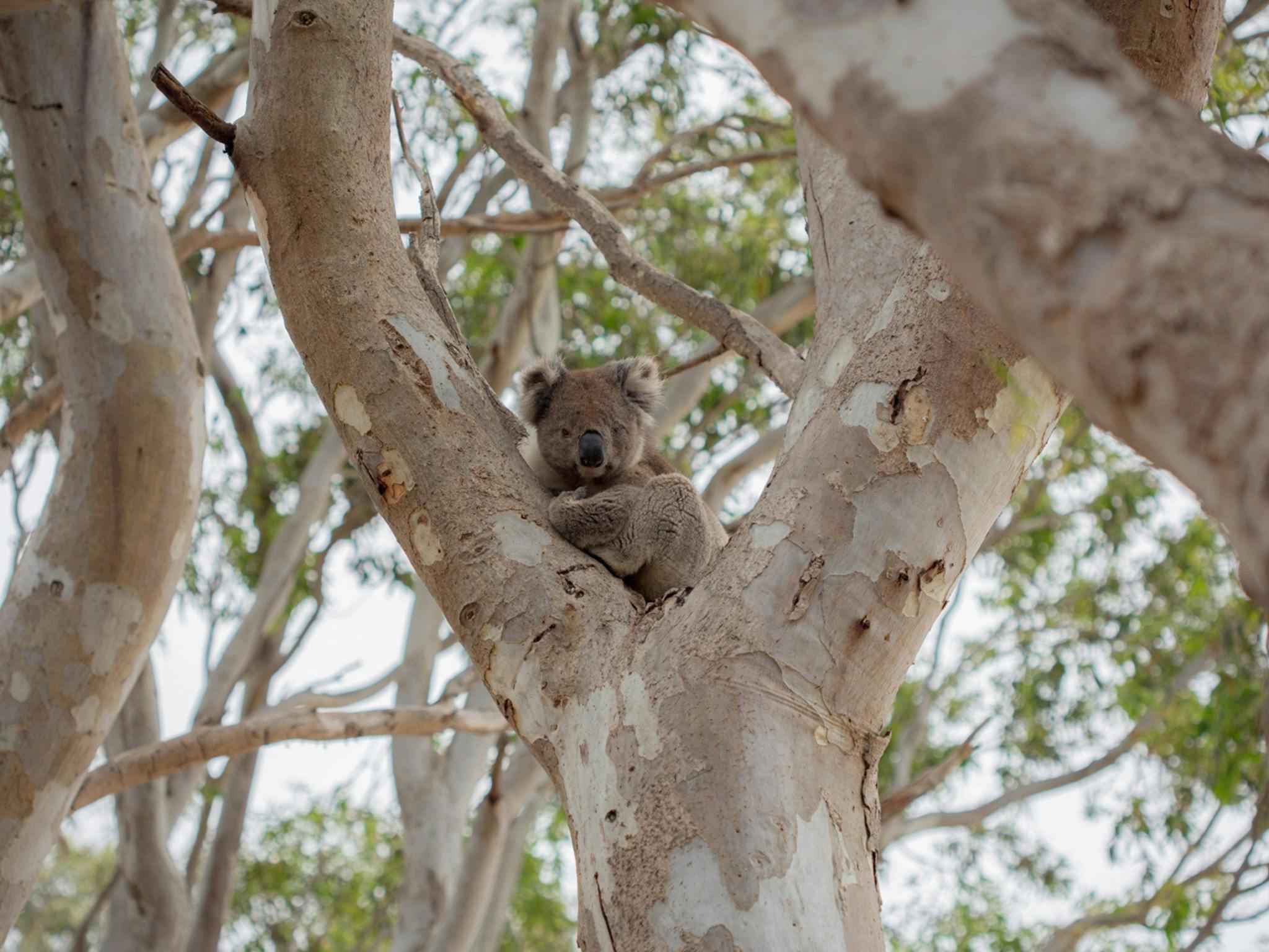 See Koalas in the wild