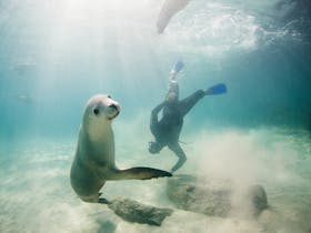 Puppies of the Sea