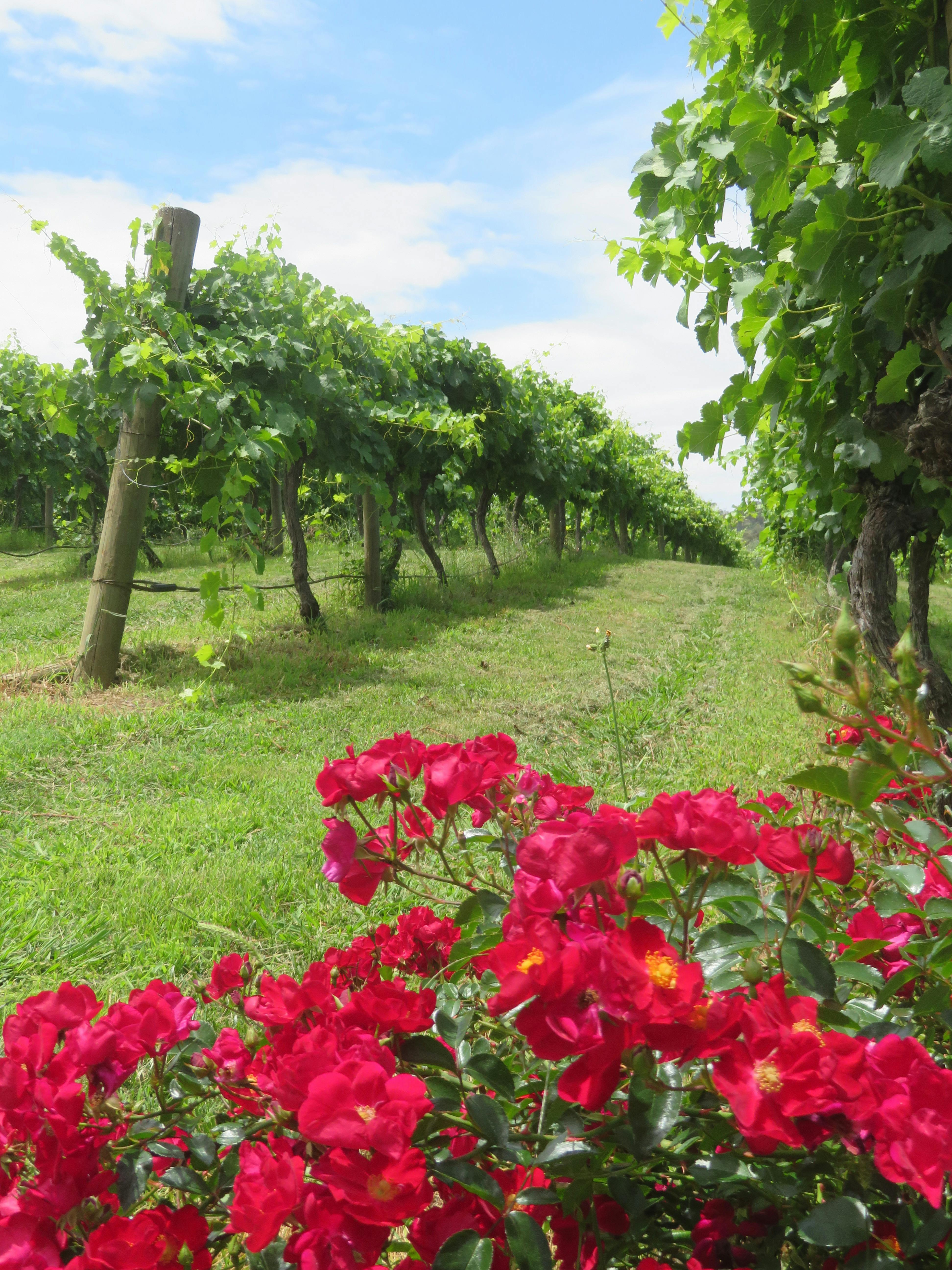 Canberra Winery Tour Winery Lunch Tour Luxury winery lunch tour luxury dinner tour