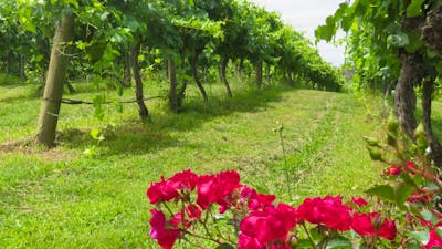 Canberra Winery Tour Winery Lunch Tour Luxury winery lunch tour luxury dinner tour