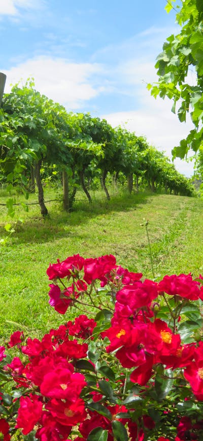 Canberra Winery Tour Winery Lunch Tour Luxury winery lunch tour luxury dinner tour