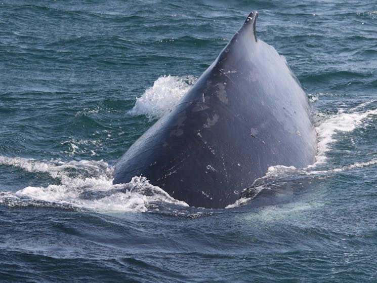 Whale @ Fingal