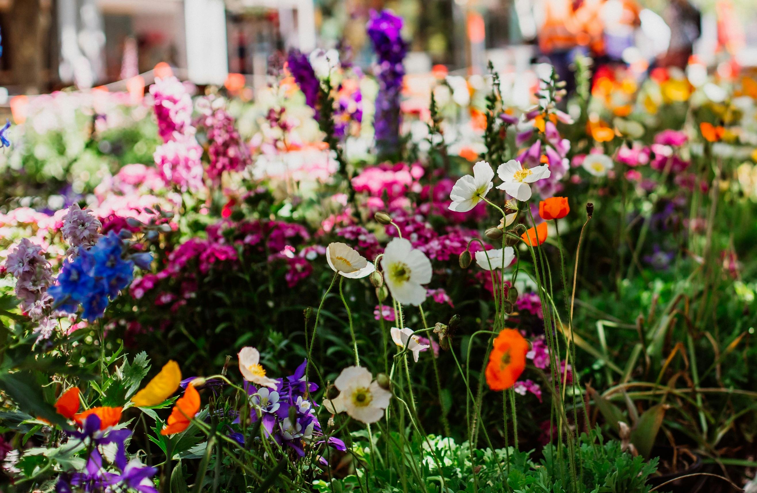 Free plant giveaway in the city centre