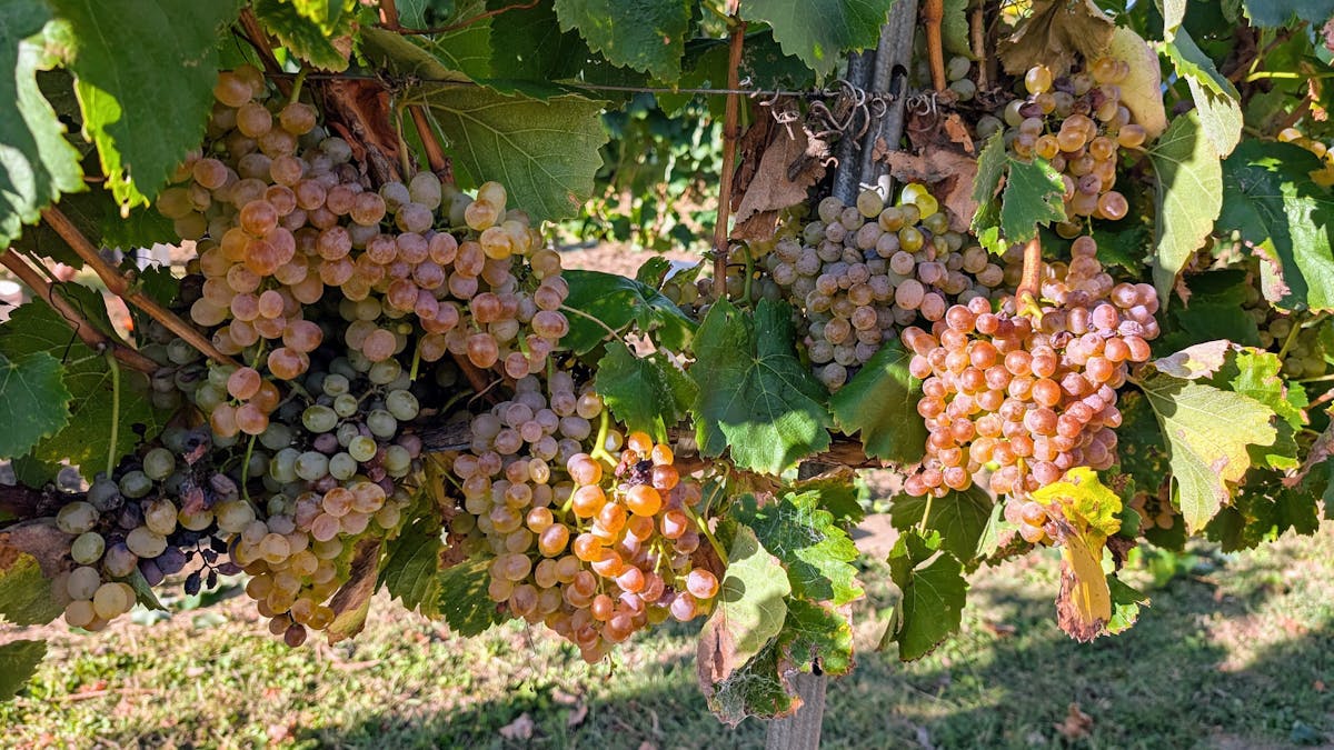 Heritage Wines of Stanthorpe Cellar Door, Experiences Heritage Wines of Stanthorpe Cellar Door, Experiences