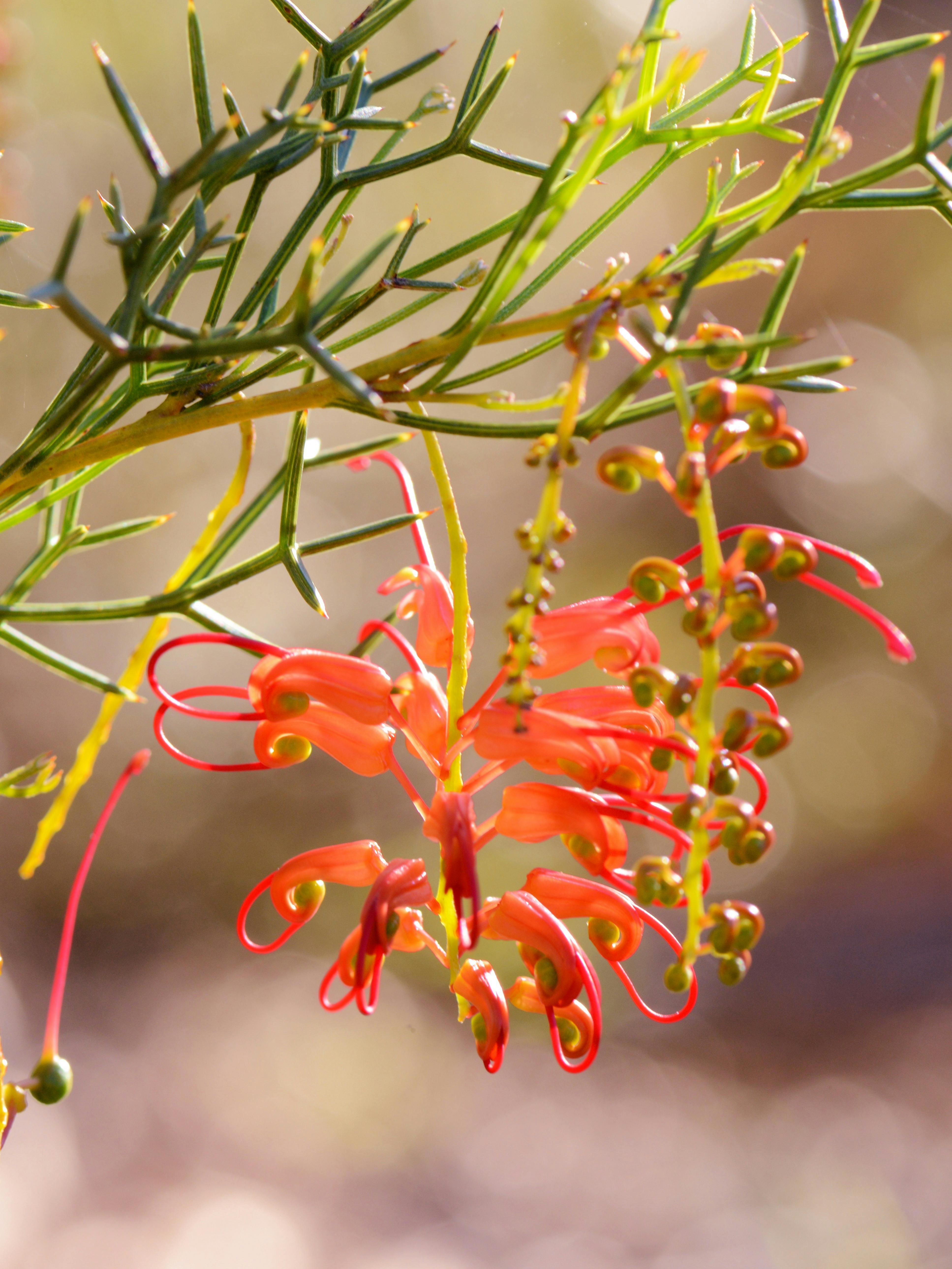 Grevillia Dielsiana, from Western Australia