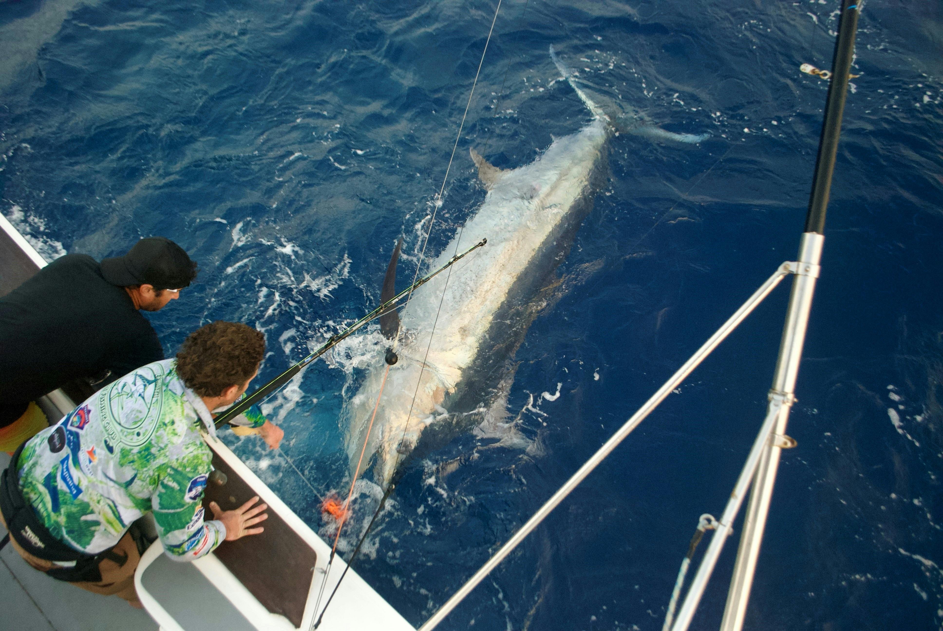 Giant Black Marlin in the water beside game fishing boat