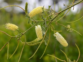 Illawarra Grevilla Park - Grevillea Flexuosa
