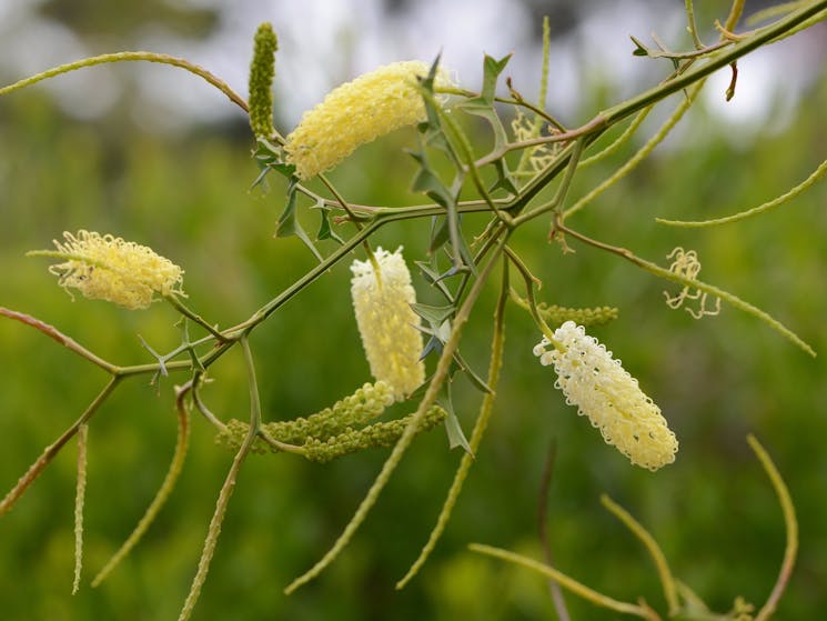 Illawarra Grevilla Park - Grevillea Flexuosa