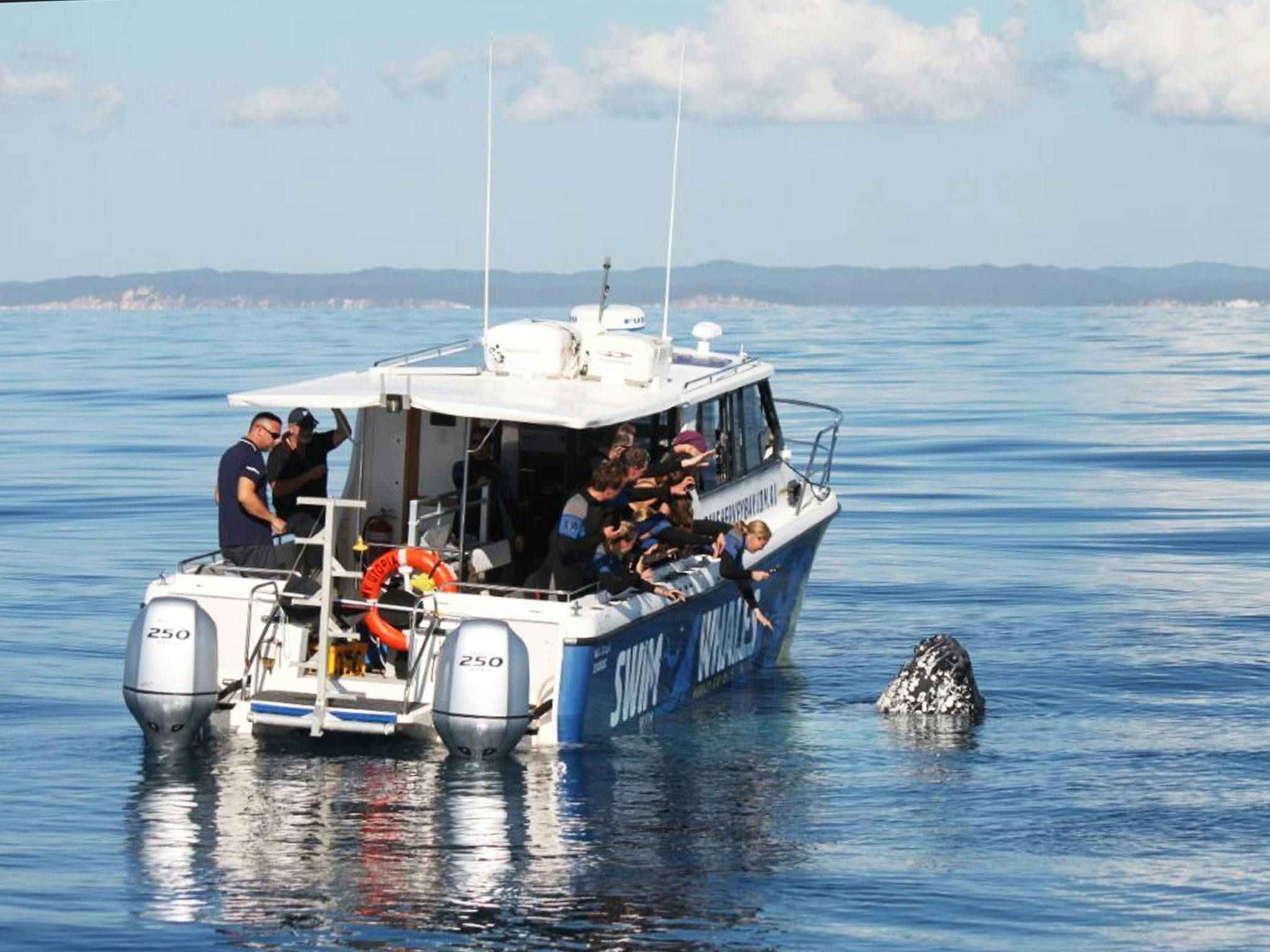 whale mugging guests and utopia