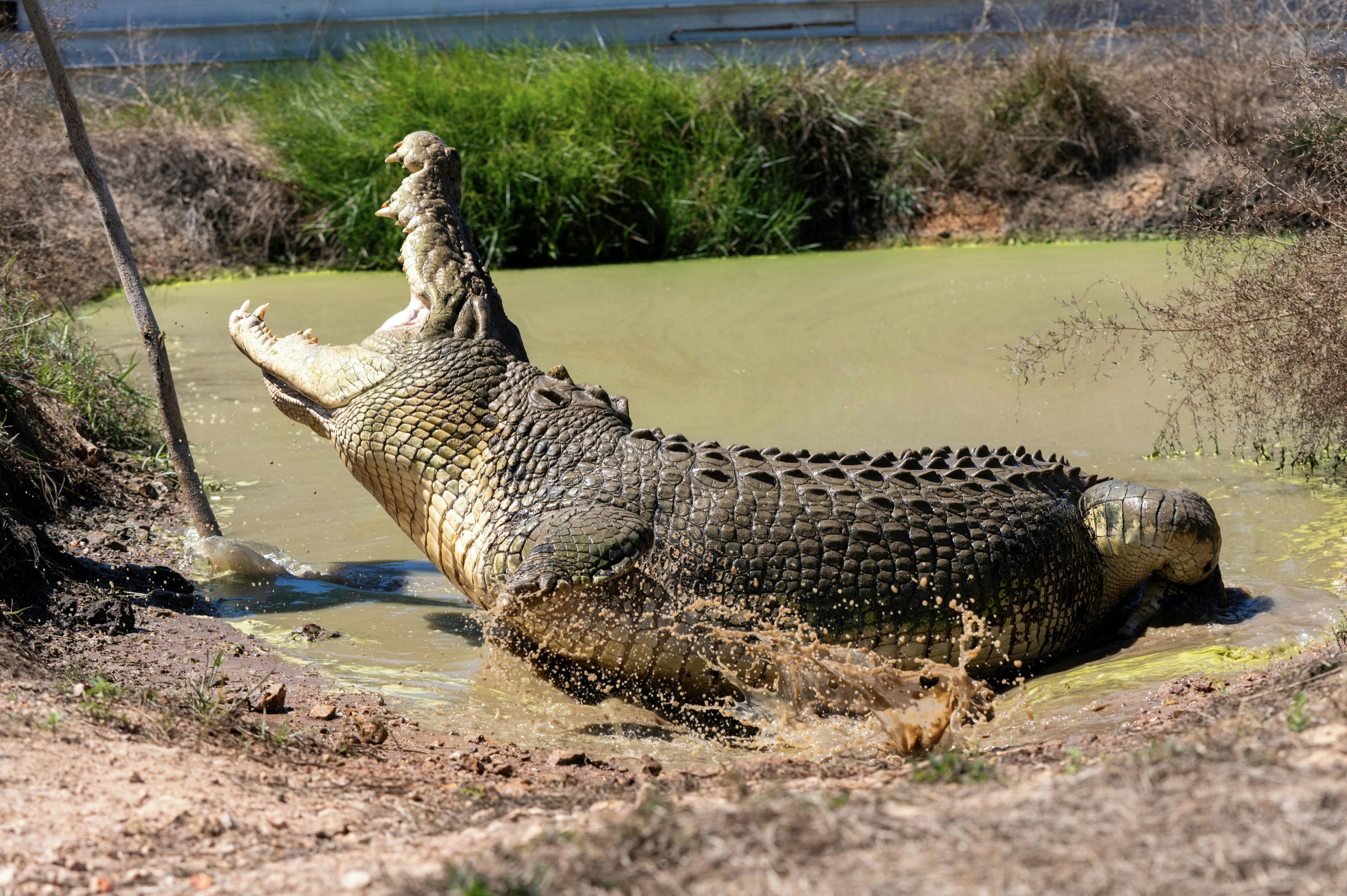 Encounters with Rescue Crocodiles