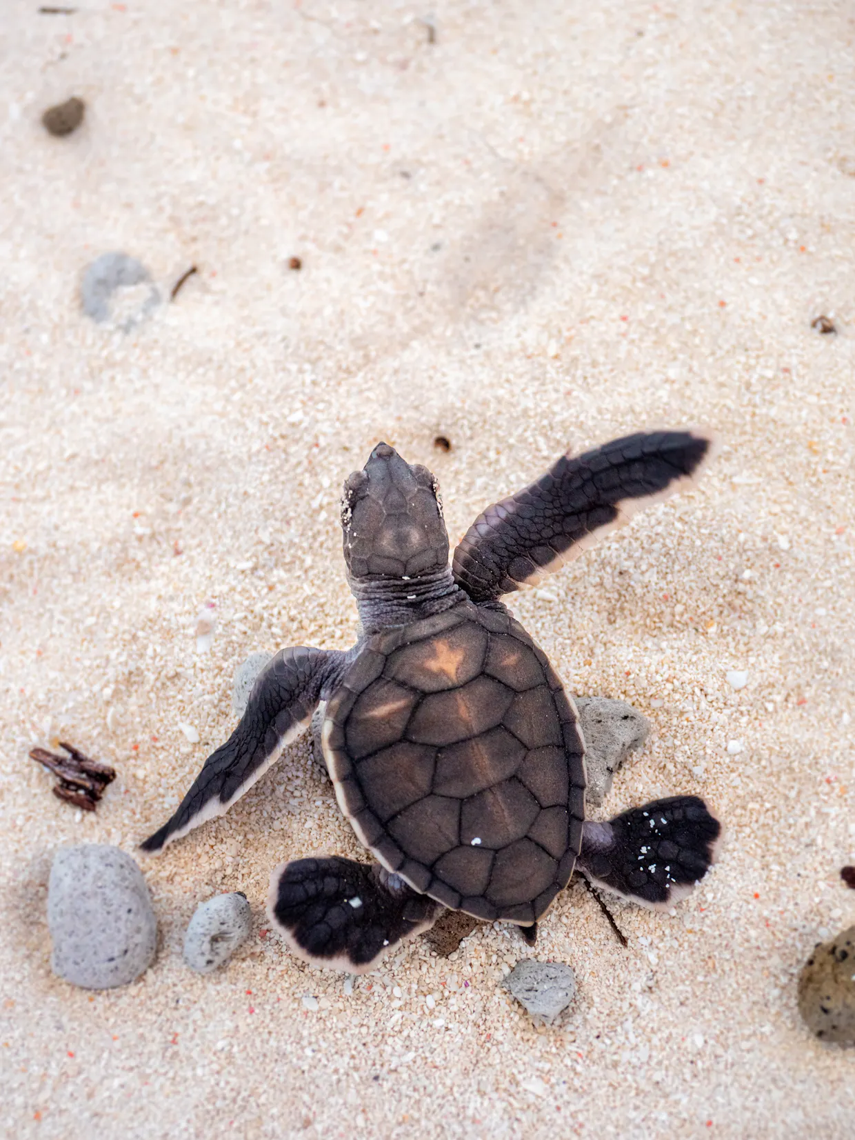 Baby Turtle Photography Expedition on Heron Island