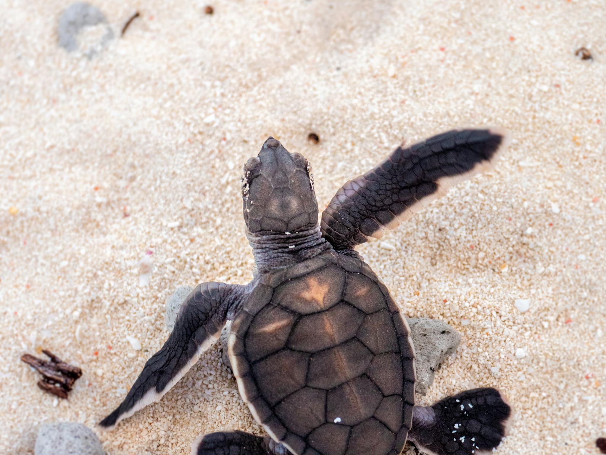 Baby turtle Baby turtle