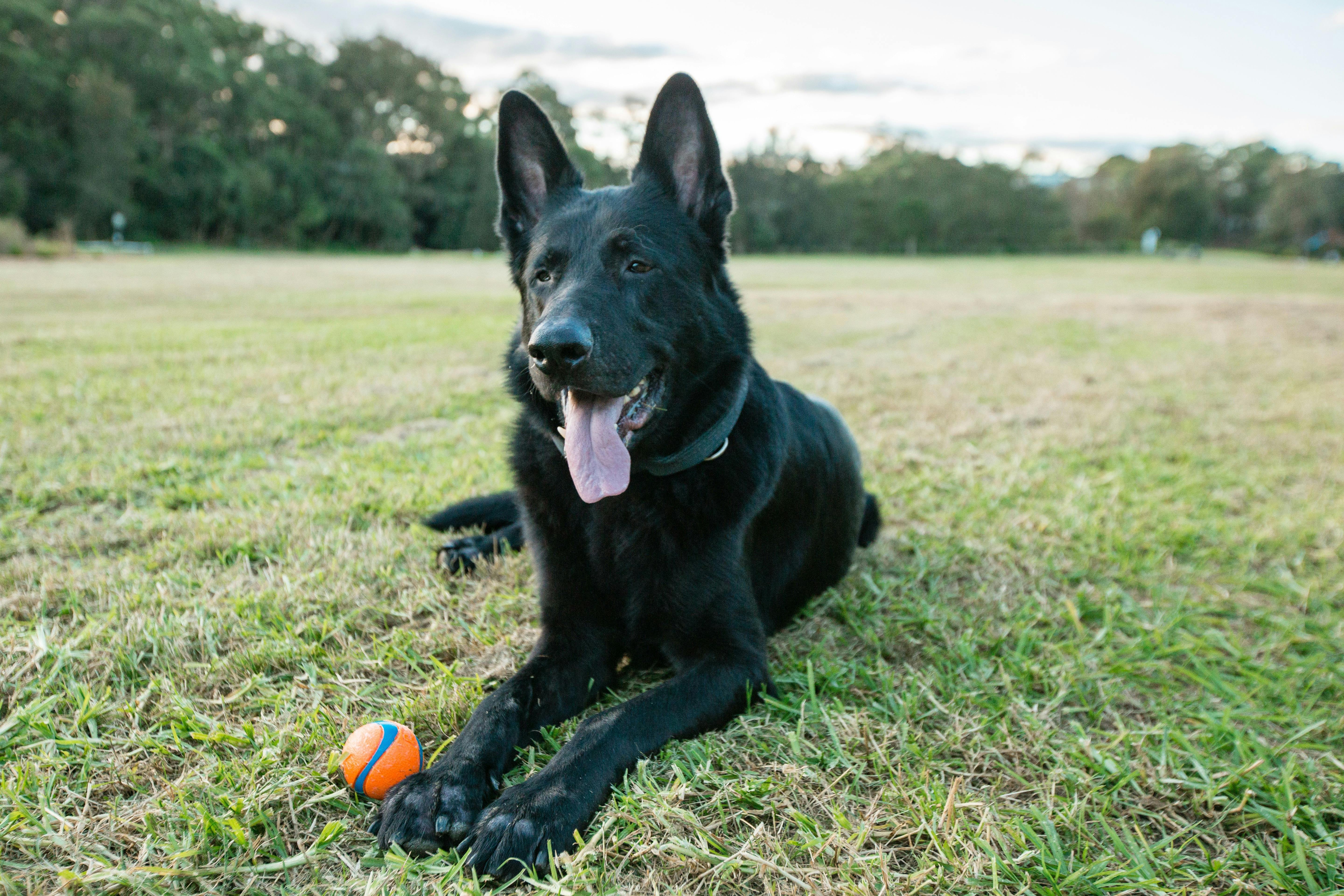 Black Swiss Shepherd resting with ball at Moore Reserve