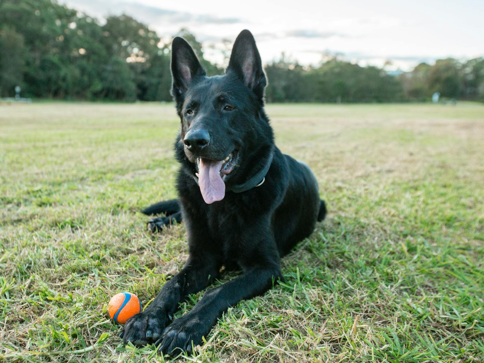 Black Swiss Shepherd resting with ball at Moore Reserve