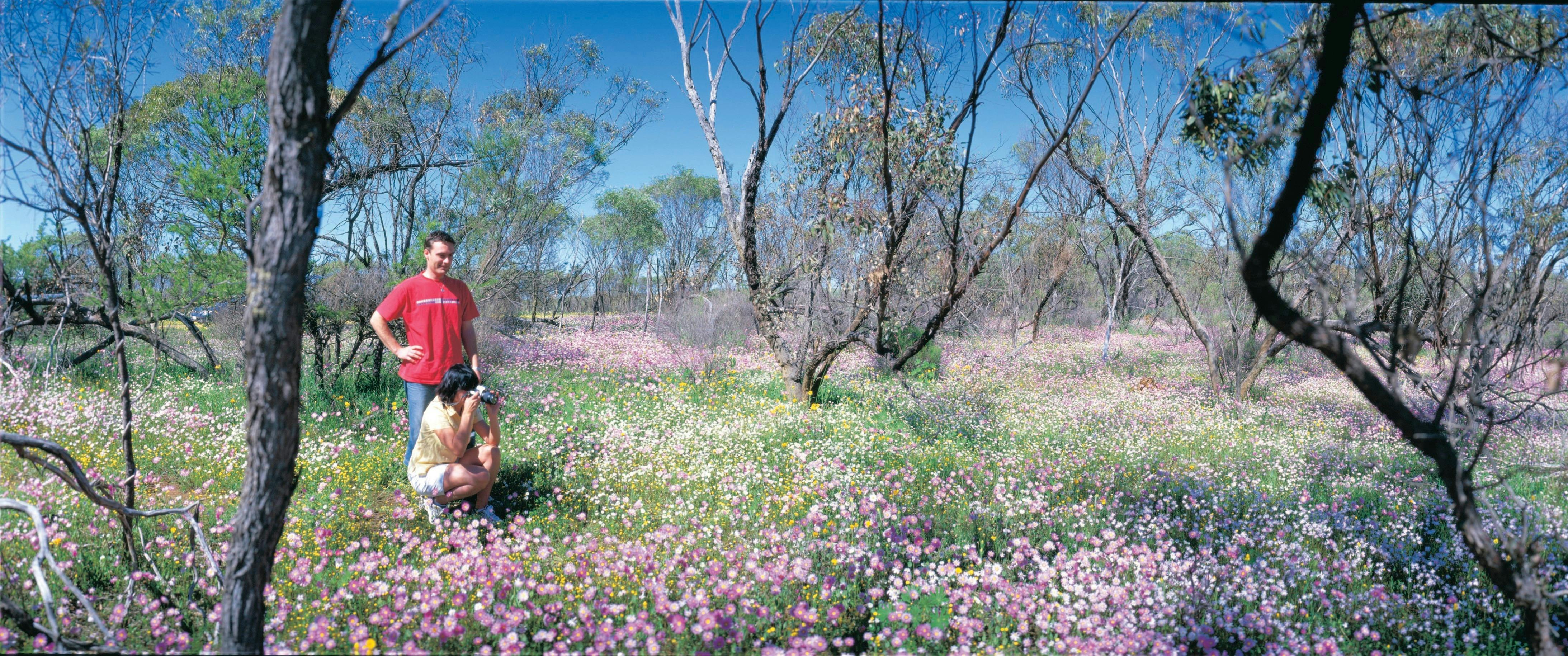 Everlastings Wildflower Trail, Mingenew, Western Australia