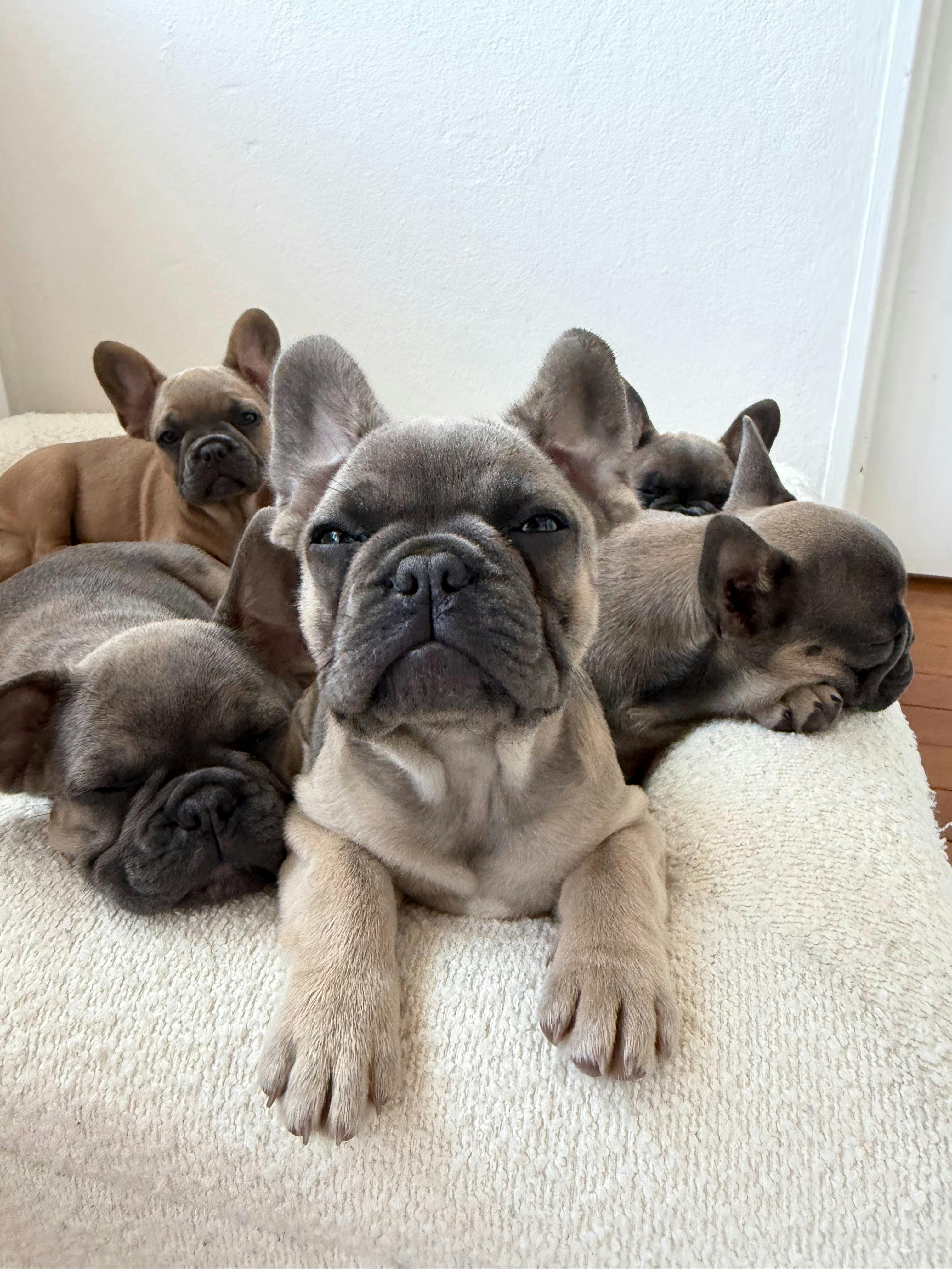 Puppies rest together on a blanket during a Yoga Paws Newcastle session.