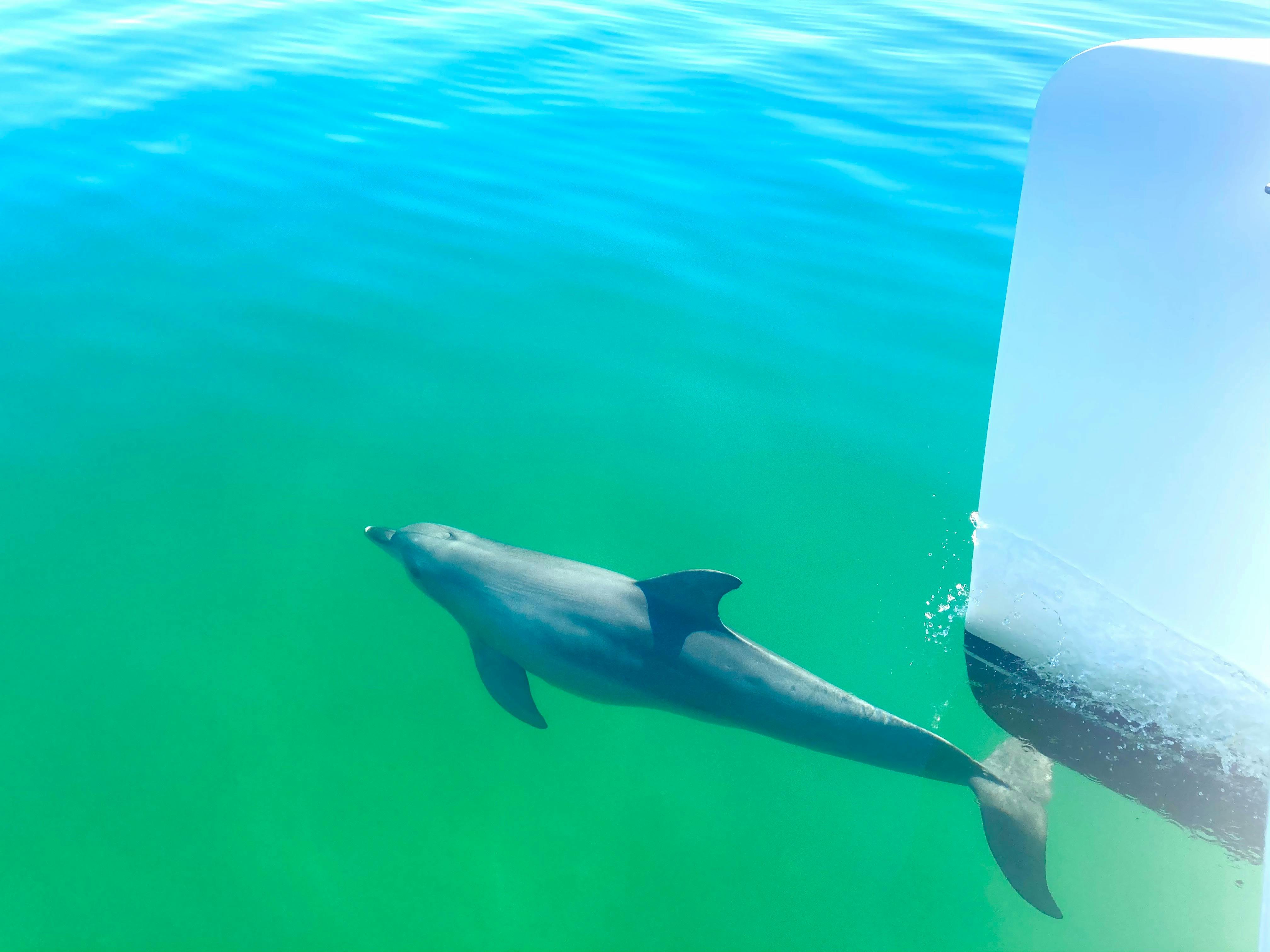Dolphin cruise, coffin bay dolphins, sunset charters eyre peninsula