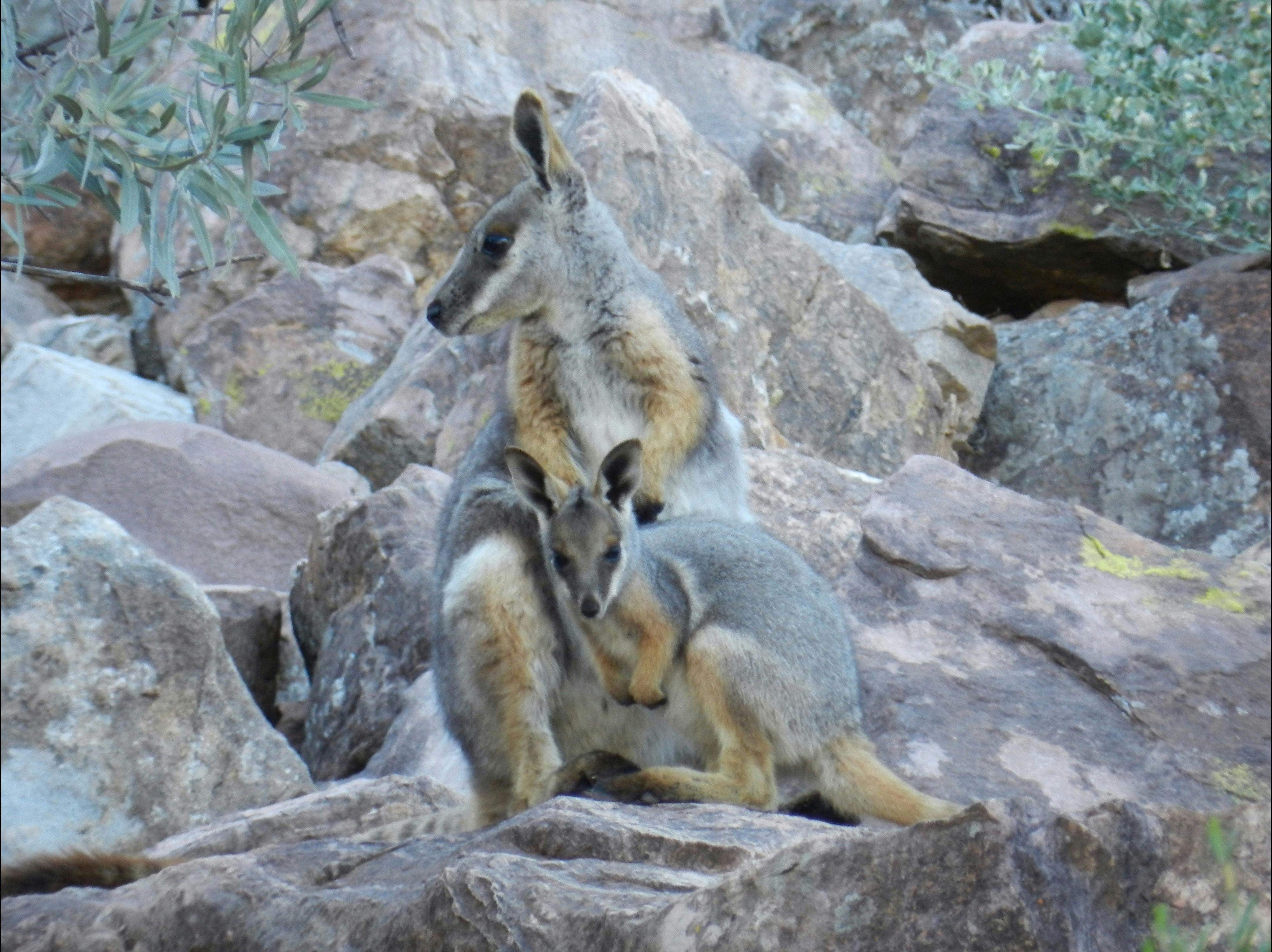 Yellow Footed Rock Wallaby