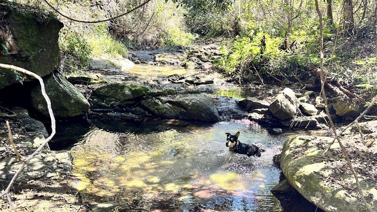 Photo of a kelpie dog enjoying the crystal clear waters of Terror's Creek