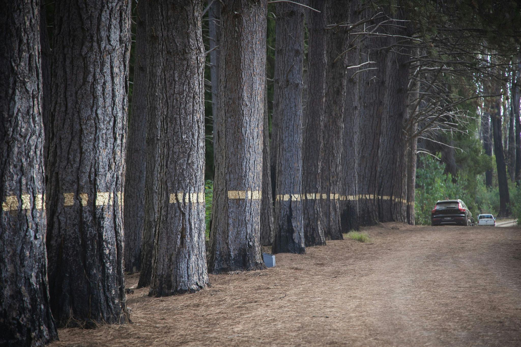 Artwork along the entrance to Pilot Hill Arboretum
