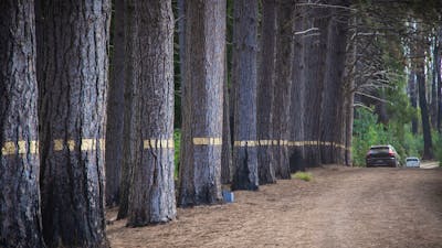 Artwork along the entrance to Pilot Hill Arboretum