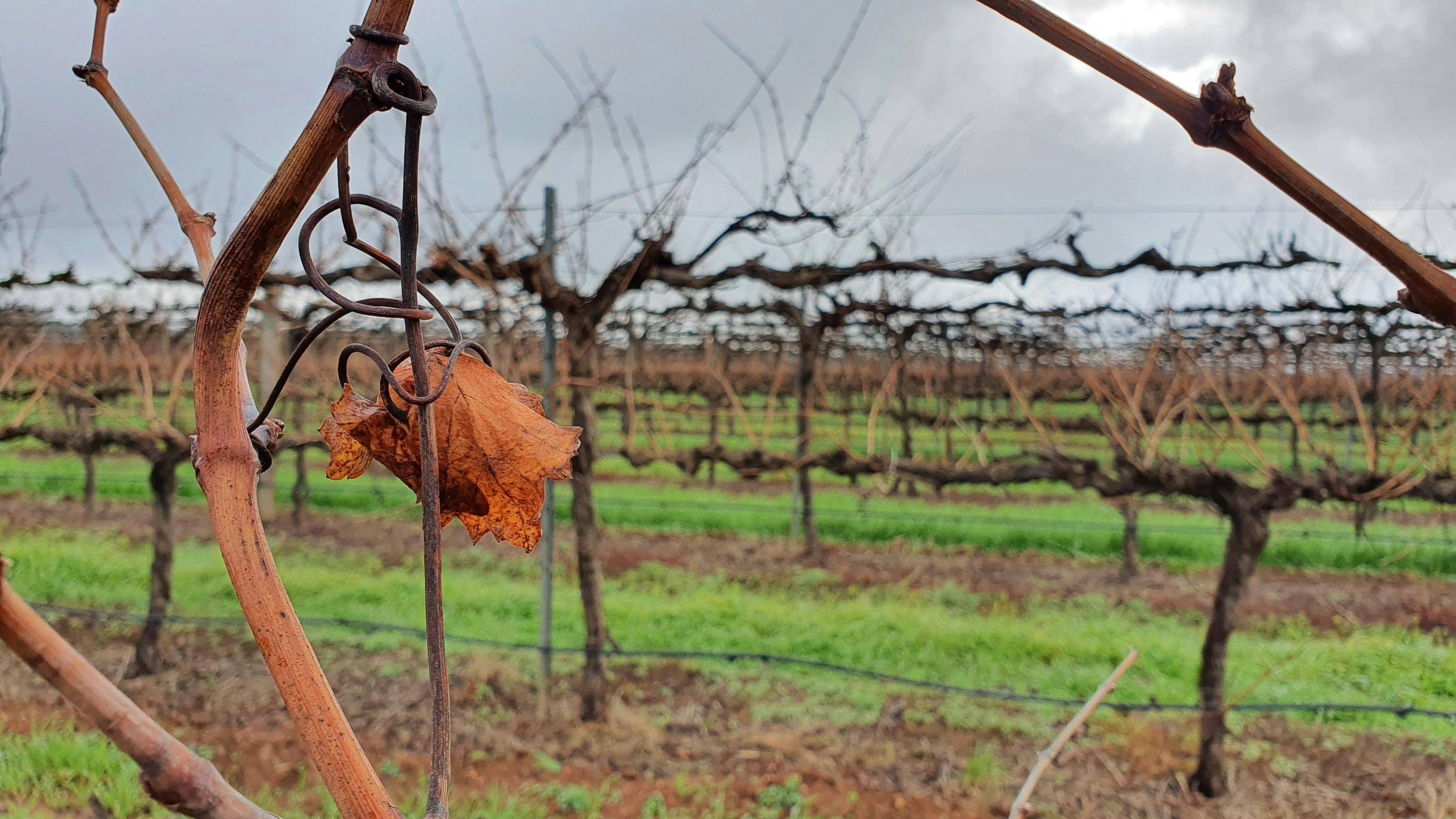 Barossa Vines