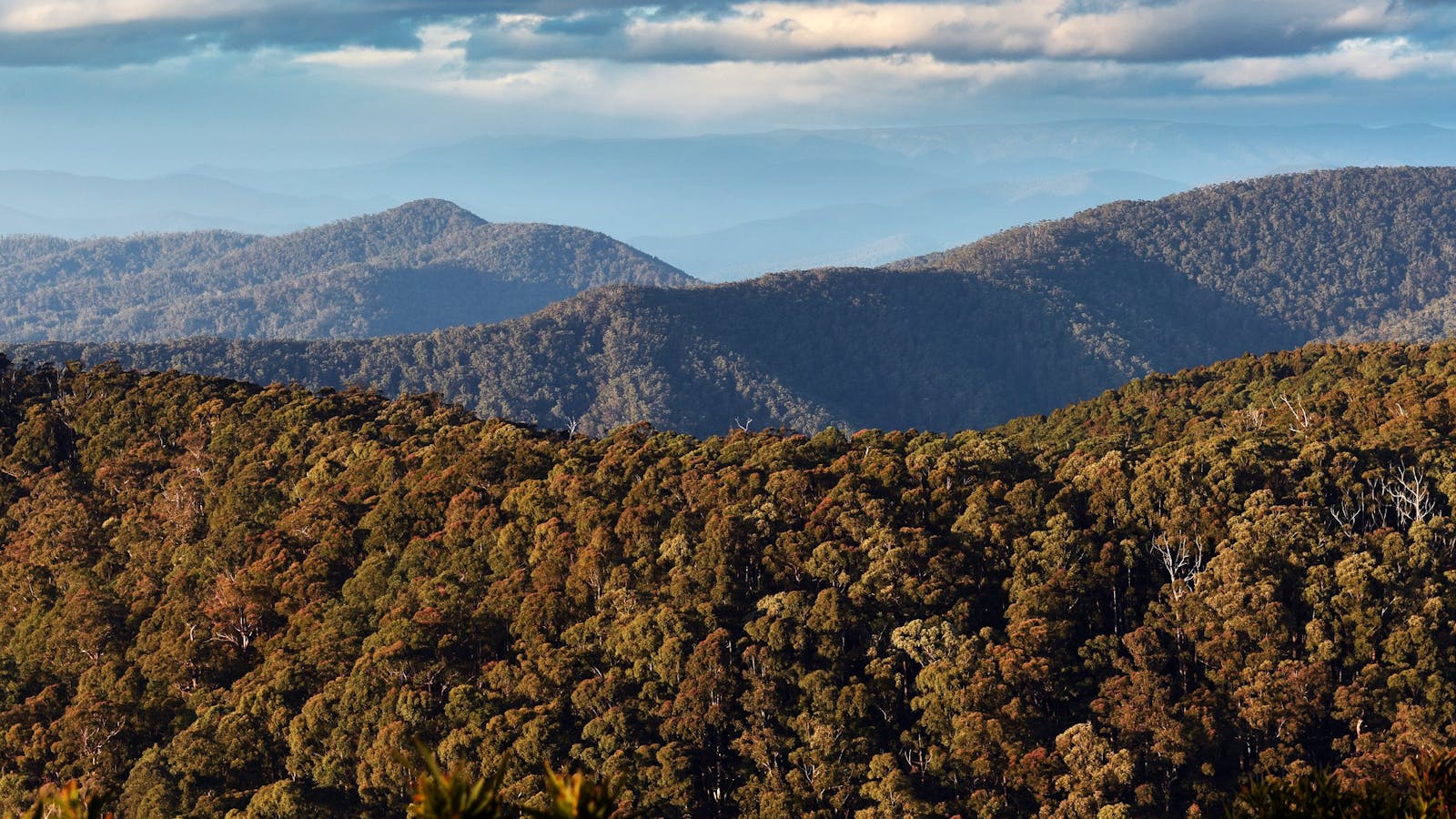 Nature Engagement Tours Albion Park
