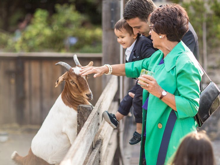 Things to do with kids in Sydney | The Grounds of Alexandria Farm