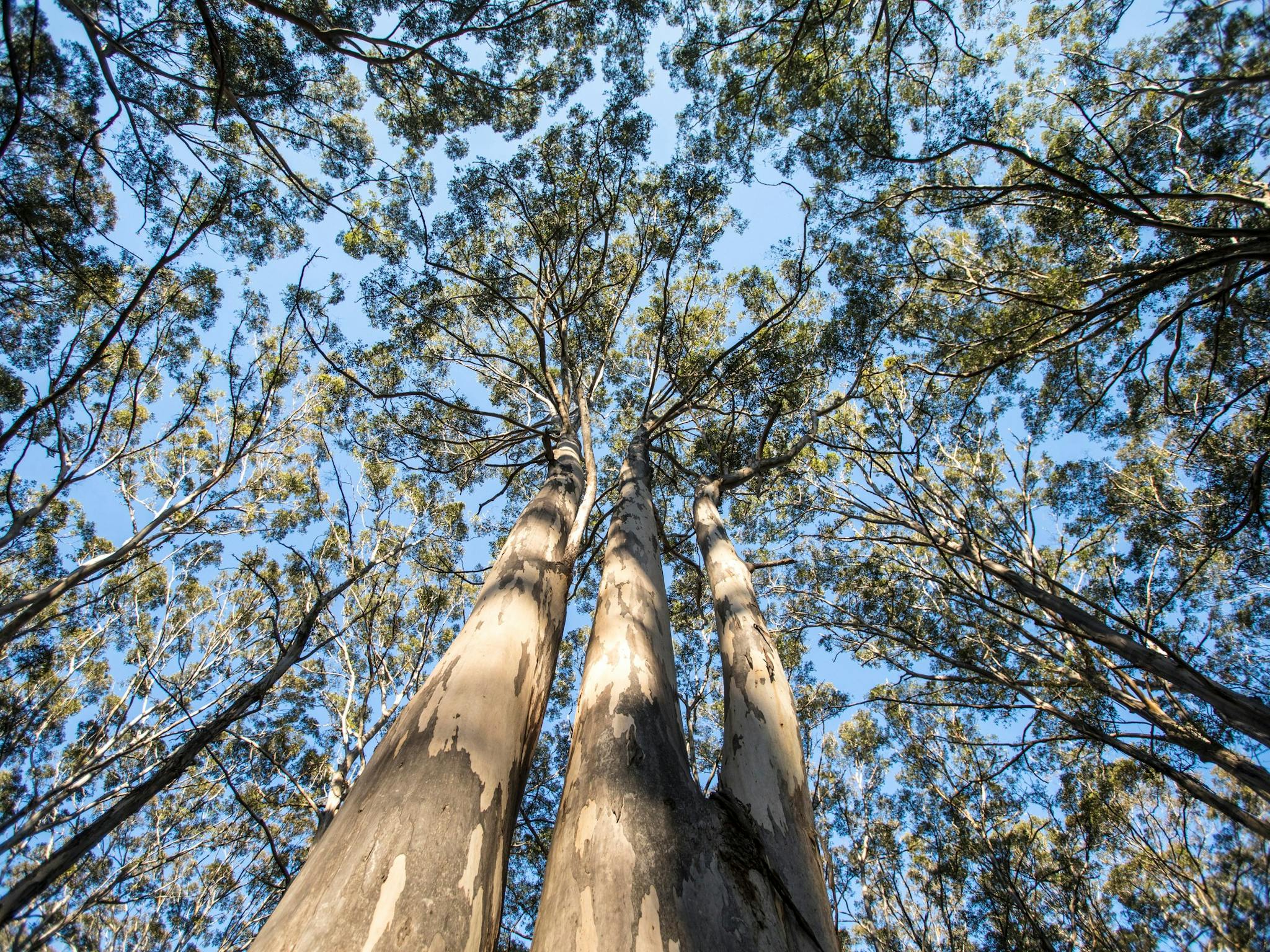Boranup Karri Forest, Margaret River, Western Australia