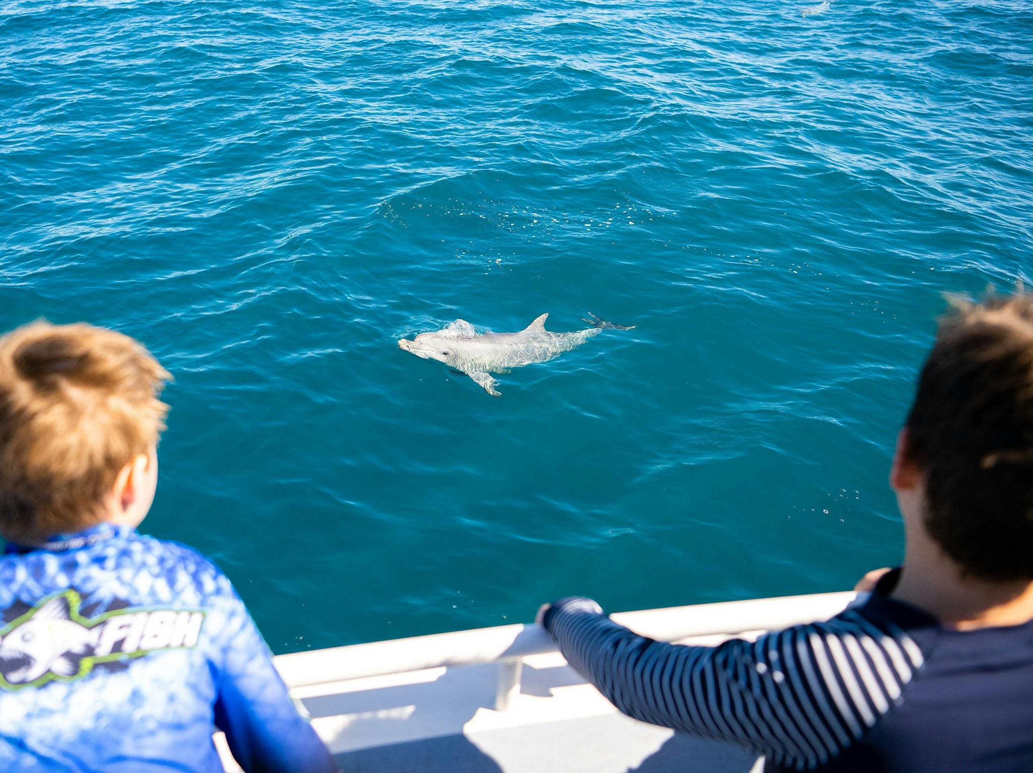 A wild baby dolphin breaches near watching people