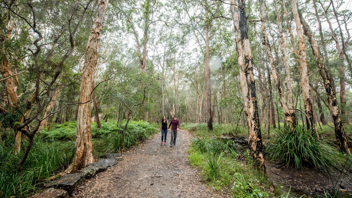A couple, holding hands and walking along a trail surrounded by trees.