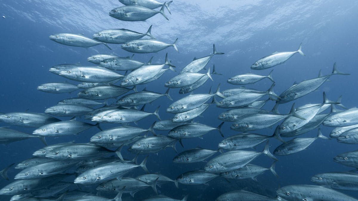 Fish